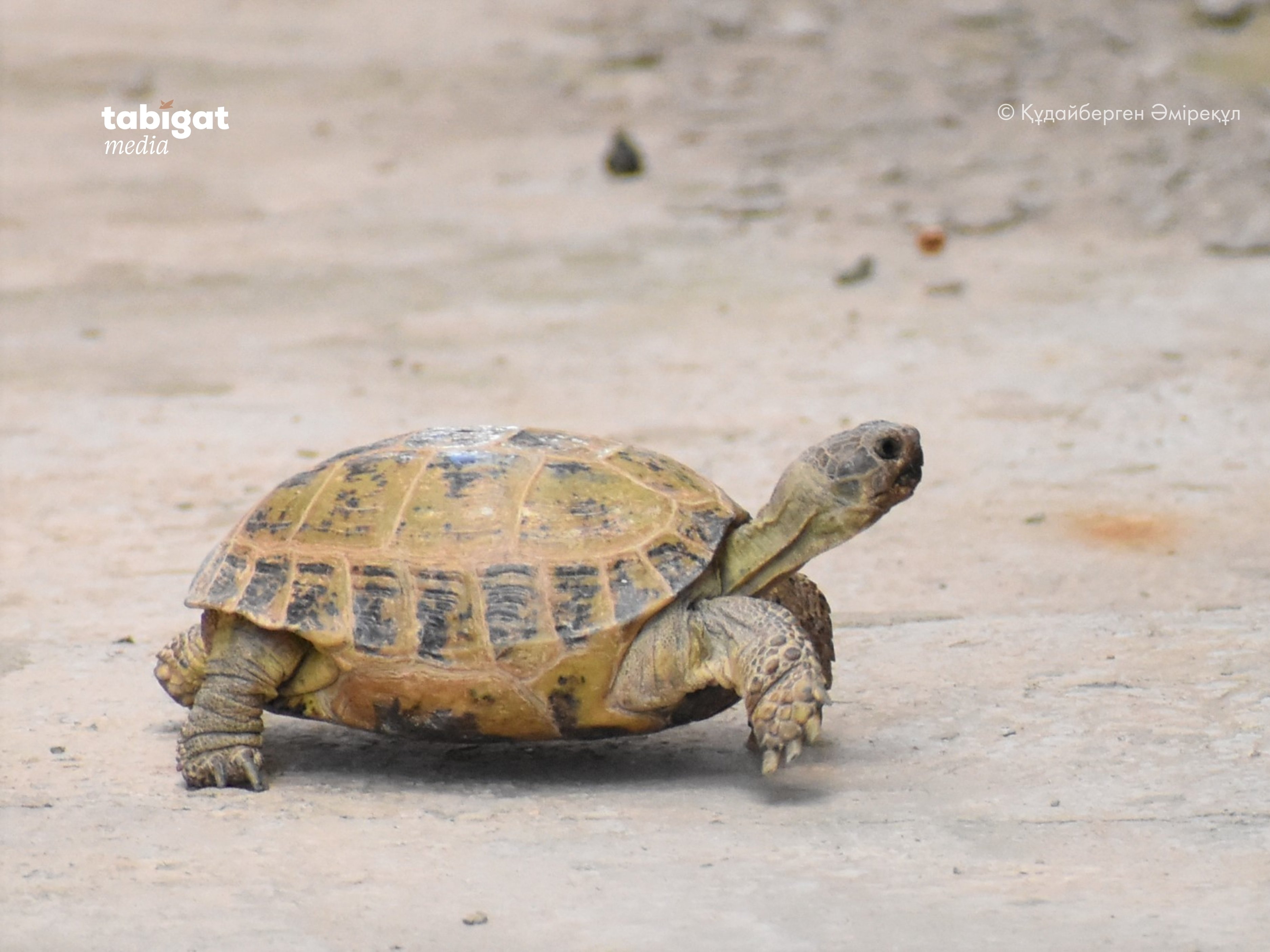 Шашты порно онлайн